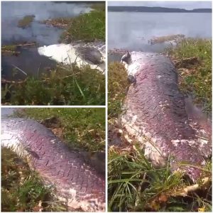 Capinzal do Norte: Um Pirarucu de 1.70cm, pesando 200kg é encontrado morto em um açude