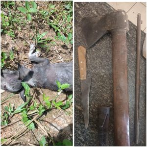 Homem é preso acusado de matar dois cães com um machado e ameaçar mulher na zona rural de Lima Campos