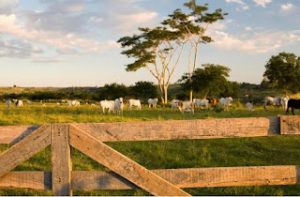 Médico quebra o silêncio e cobra justiça: denuncia quadrilha por sequestro, roubo de gado e apropriação de bens no Maranhão e Piauí.