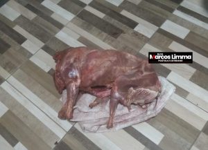 Suspeito é detido por furtar e matar carneiro em Lima Campos, mas acaba liberado!