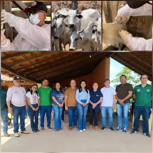 PEDREIRAS: INICIADA CAMPANHA DE VACINAÇÃO CONTRA BRUCELOSE EM REBANHOS.