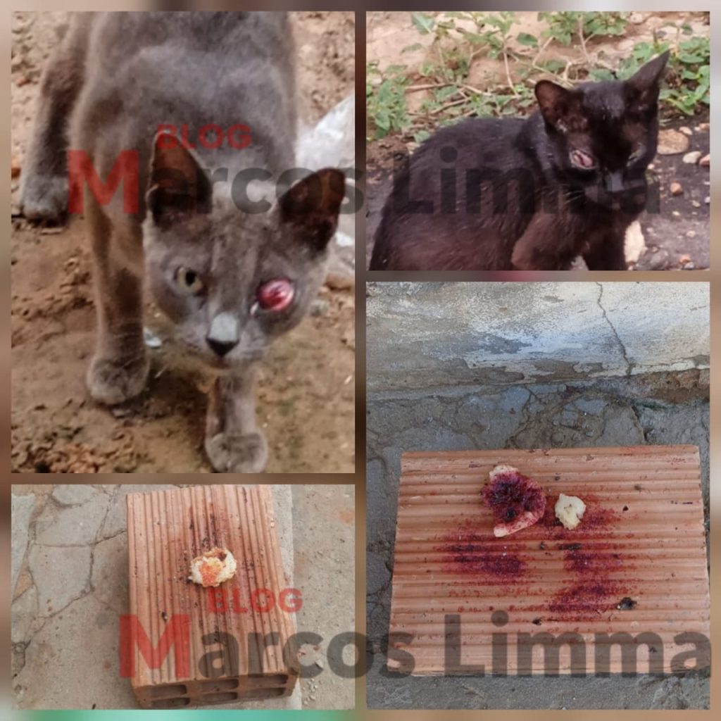 Denúncia de maus-tratos a animais é registrada no Centro de Lima Campos